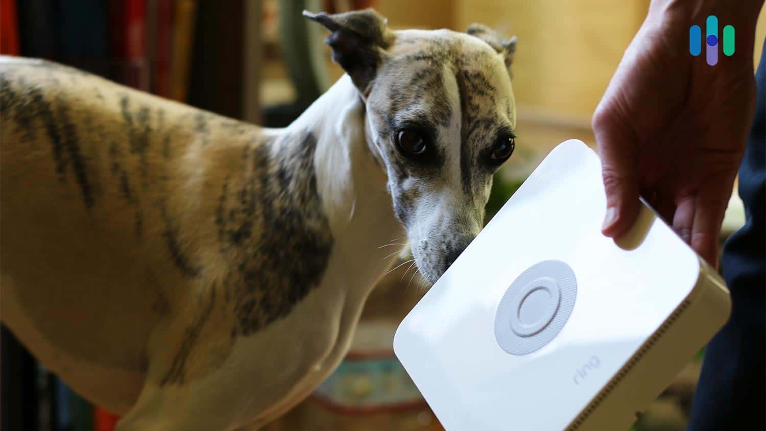 A dog looking at a Ring Alarm system A dog looking at a Ring Alarm system